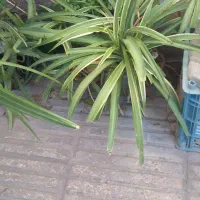 گل و گیاهاپارتمانی