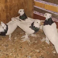 کفتر طوقی دم سفید بلژیکی.بادکنکی شازده. سرخ آبادان|پرنده|باقرشهر, |دیوار