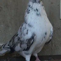 کفتر پرشی تهران