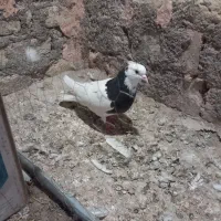 پنج تا طوقی با سه تا آلمانی|پرنده|سبزوار, شرق کال عیدگاه|دیوار