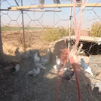 کبوتر جوان پرشی|پرنده|اقبالیه, |دیوار