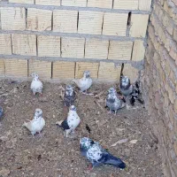 کفترپرشی یزدی|پرنده|یزد, |دیوار