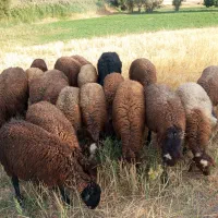 بره|حیوانات مزرعه|بیجار, |دیوار