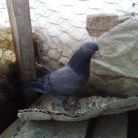 ملفق اصفهانی۳ عدد|پرنده|فلاورجان, |دیوار