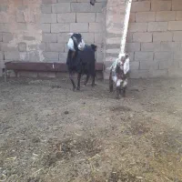 دو عدد بز با بزغاله فروشی