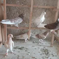 کبوتر پرشی|پرنده|قم, بیانی|دیوار