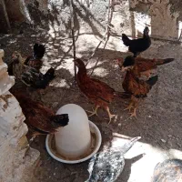 جوجه  سه ماهه