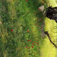 چادربرزنتی