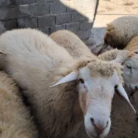 فروش‌قوچ دوساله