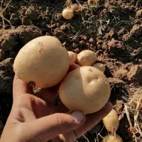 سیب زمینی بذری|عمده‌فروشی|اقلید, |دیوار