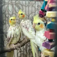 عروس هلندی ، جوجه عروس هلندی