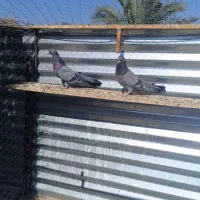 سبز ملقی|پرنده|بم, |دیوار