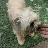 سگ آروم پشمالو