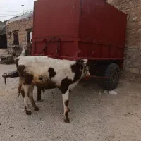 گوساله نر سرحال