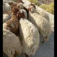 گوسفند بر ه صادراتی