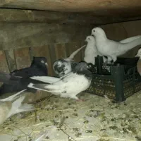 کفتر