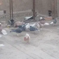 کبوترپرشی ۳۴تا