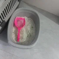 گربه خانگی|گربه|مشهد, فدک|دیوار