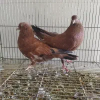 جفت تاب|پرنده|هفتگل, |دیوار