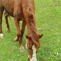 اسب مادیان کوردی