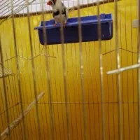 فنچ|پرنده|اصفهان, شهرک امام خمینی|دیوار