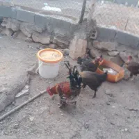 حیوانات مزرعه|حیوانات مزرعه|دهدشت, |دیوار