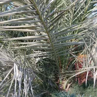 دمیت