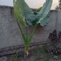 گل باباآدم بزرگ وکوچک|گل و گیاه طبیعی|گرگان, |دیوار