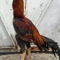 جوجه لاری - خروس لاری - مرغ لاری