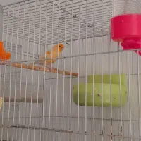 قناری موزائیکی نر مست خون