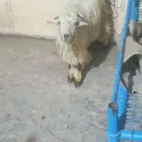 یک عدد تیشتر ماده هم برا داشت هم برا کشت