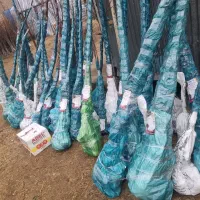 پیشفروش نهال شلیل رفعتی با شرایط چک|خدمات باغبانی و درختکاری|دره رود, |دیوار