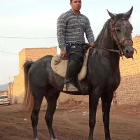 نریان ترکمن و کره نریان ترکمن