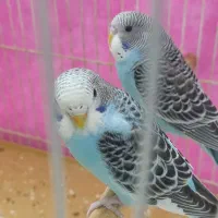 مرغ عشق نر و ماده|پرنده|مشهد, سرافرازان|دیوار