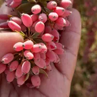 زرشک|خوردنی و آشامیدنی|فردوس (خراسان), |دیوار