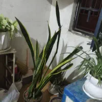 فروش گل