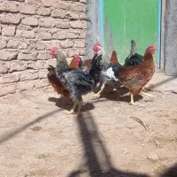 خروس|حیوانات مزرعه|قیدار, |دیوار