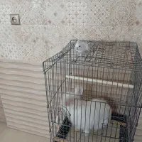 خرگوش لوپ و عروس هلندی|موش و خرگوش|یزد, |دیوار