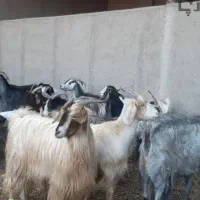 فروش بزغاله چاق