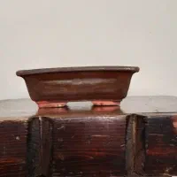 تعدادی گلدان اصلی بونسای،بن سای،بن سای|گل و گیاه طبیعی|کرج, شهرک امام رضا (ع)|دیوار