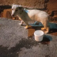 سگ پا کوتاه