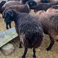 میش بره دار