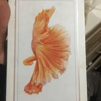 ایفون ۶اس پلاس۱۶گیگ در حد