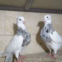 کبوتر طوقی الماسی، آجری|پرنده|وحیدیه, |دیوار