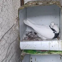 طوقی|پرنده|فردوس (خراسان), |دیوار