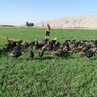 بوقلمون محلی