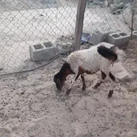بره کوچک ماده