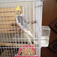 یک جفت عروس هلندی مولد در حال تخم گذاری با قفس|پرنده|تهران, امیریه|دیوار