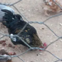 خروس سیاه|حیوانات مزرعه|آشتیان, |دیوار