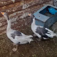 دو تا غاز یک ساله